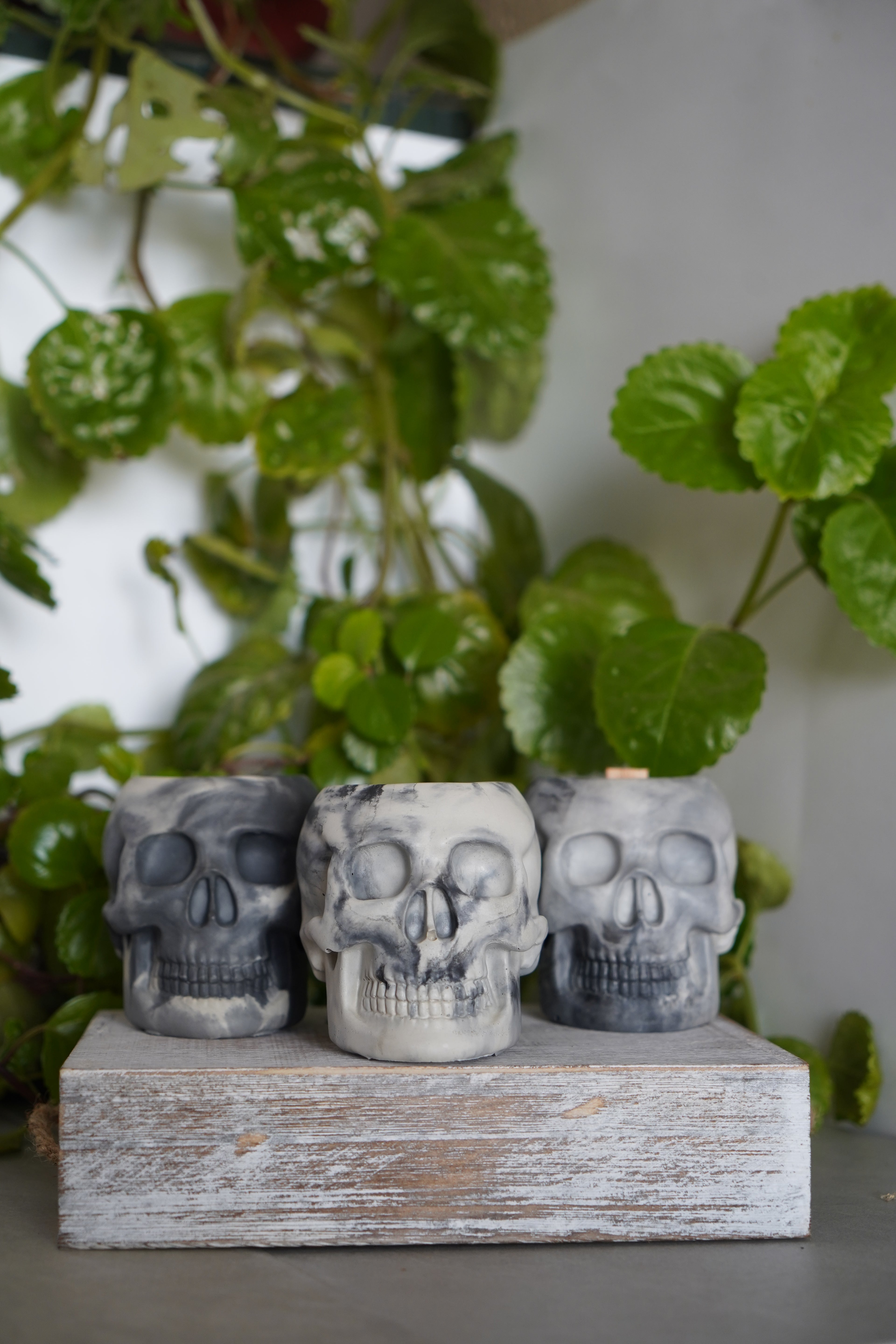 Realistic Skull