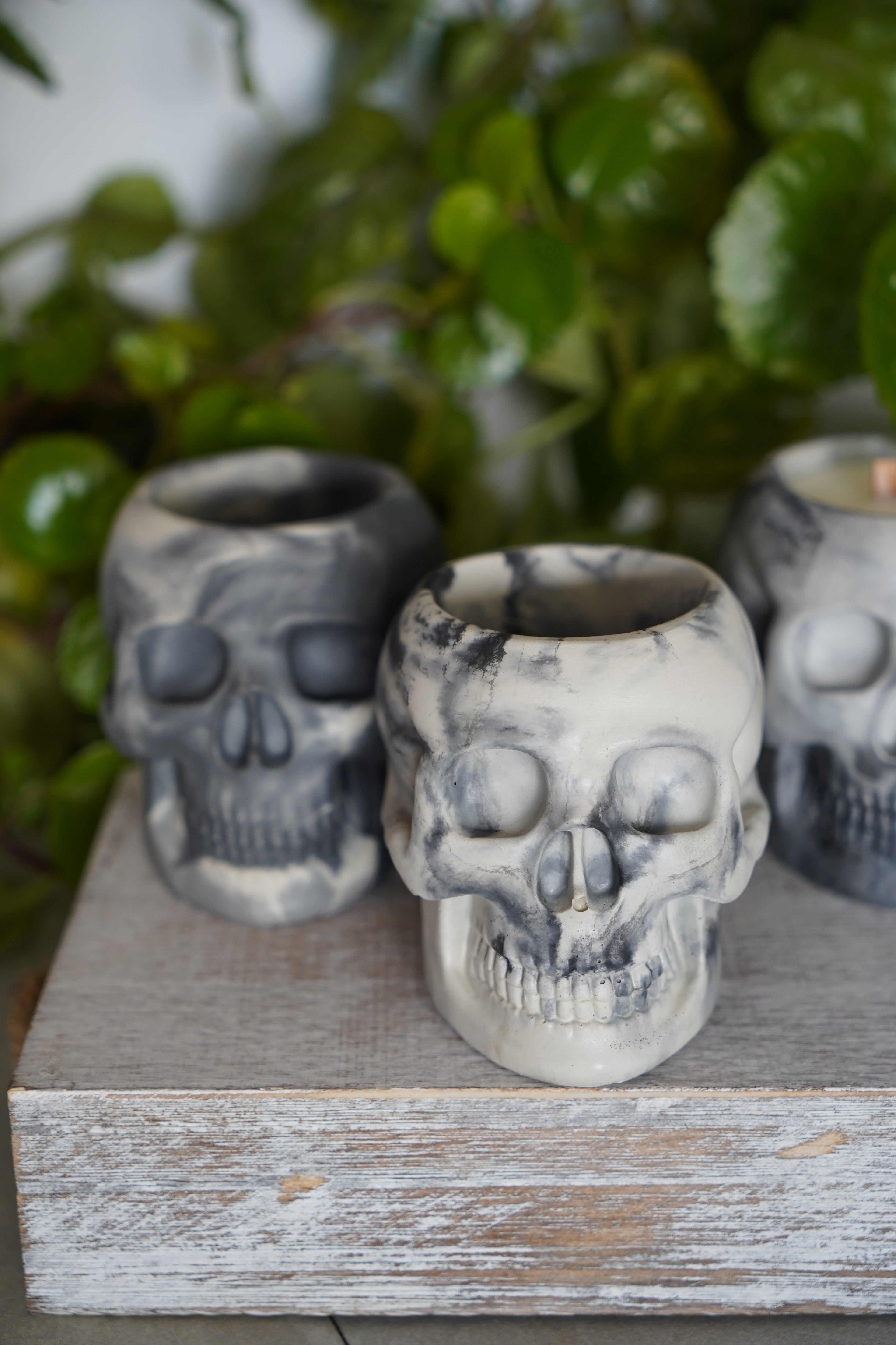 Realistic Skull